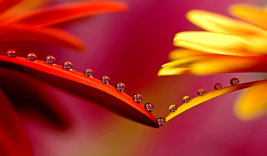 Капельки на лепестках