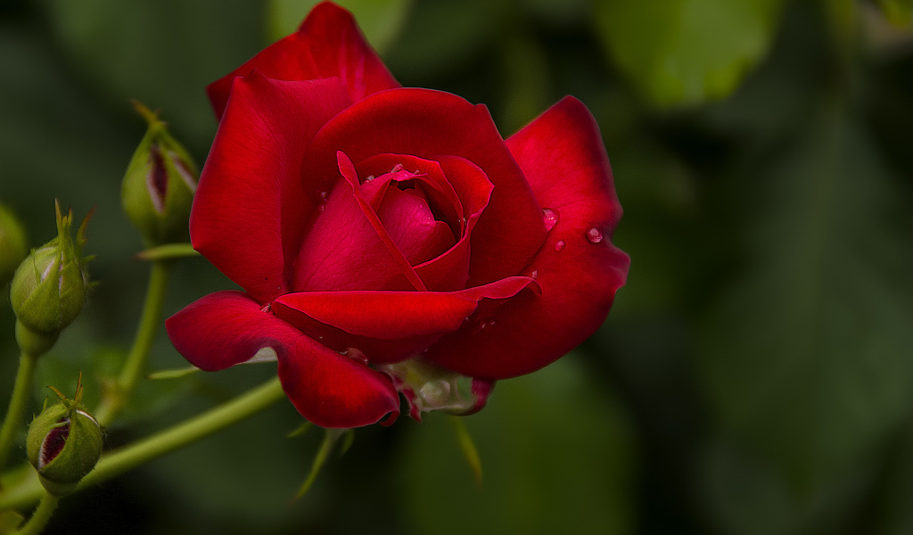 Капли воды на розе