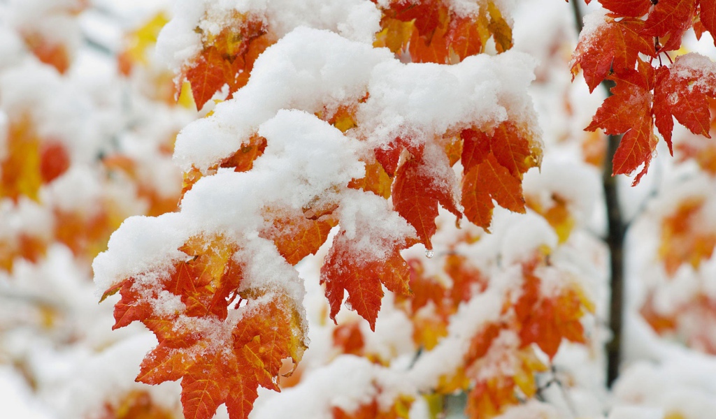 Ранний снегопад