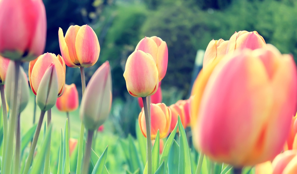 Весенние тюльпаны