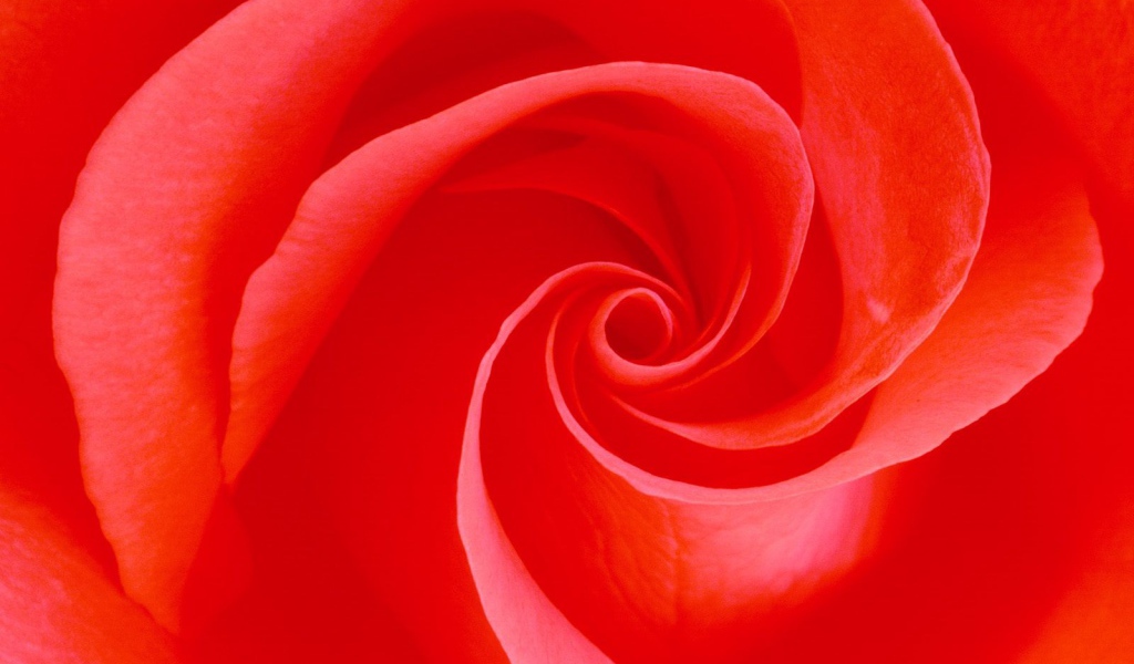 Вечное цветение