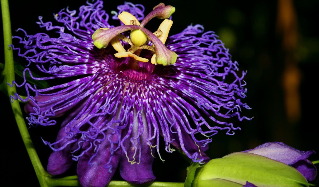 Экзотический цветок