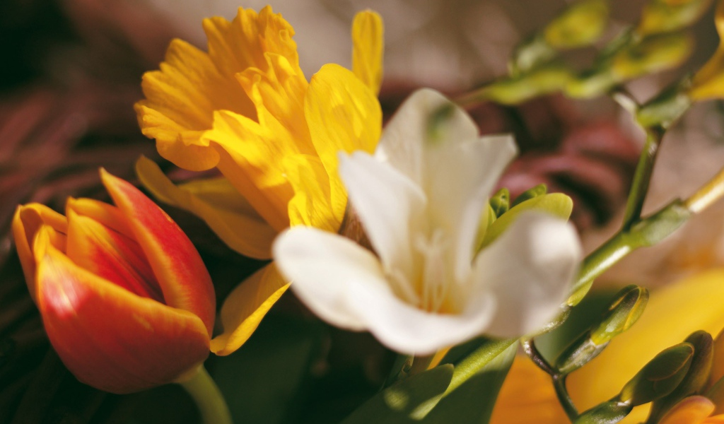 Экспозиция из цветов