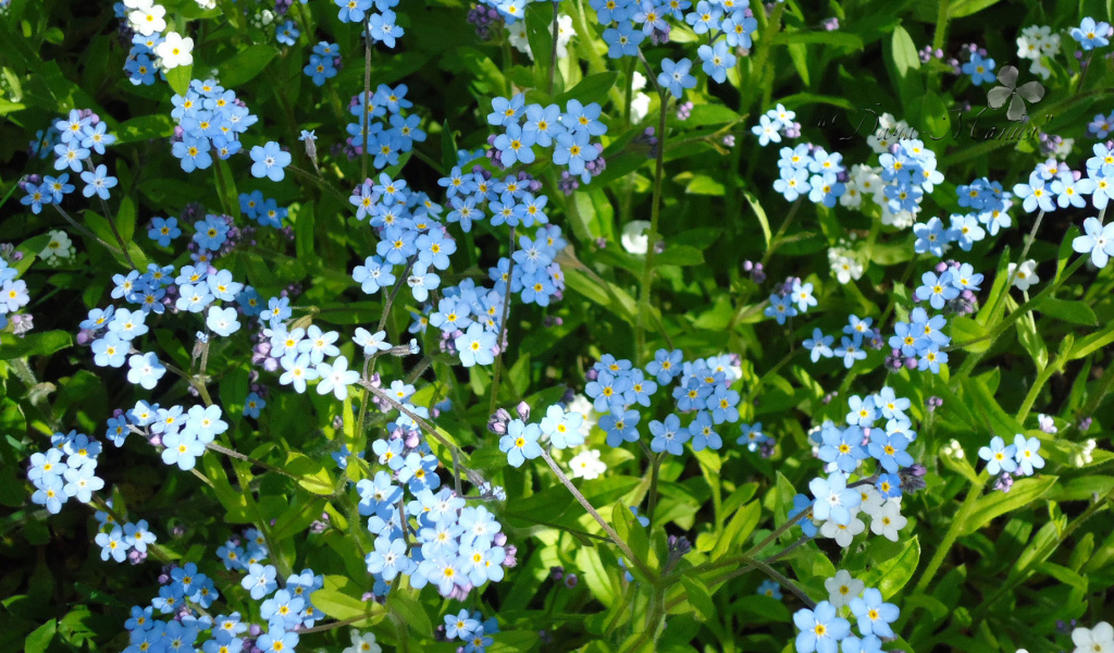 Сказочные красивые  цветы незабудки