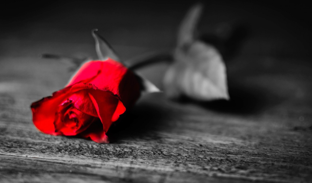 Увядающая алая роза