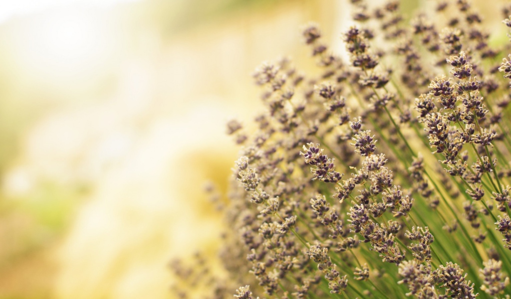 Полевая кашица