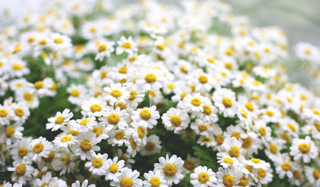 Полевые ромашки