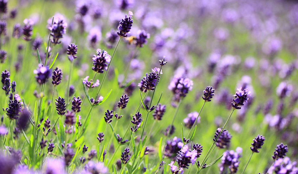 Поле лаванды