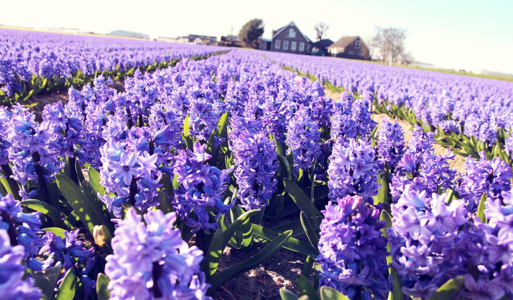 Поле сиреневых цветов