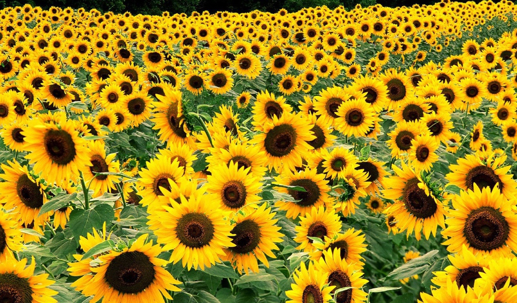 Поле подсолнухов
