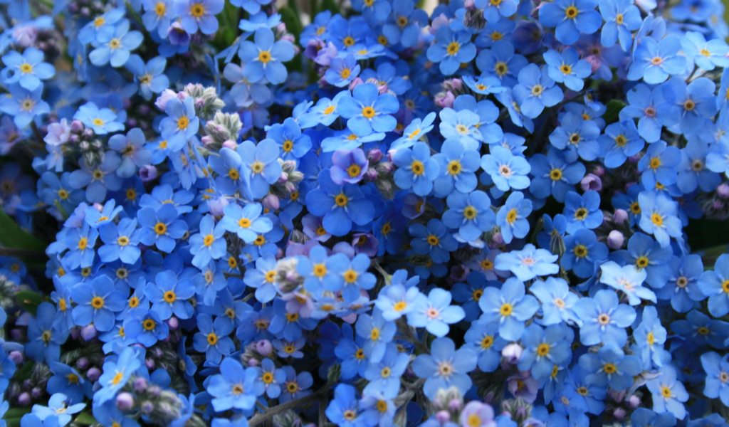 Расцвели на лужайке красивые незабудки