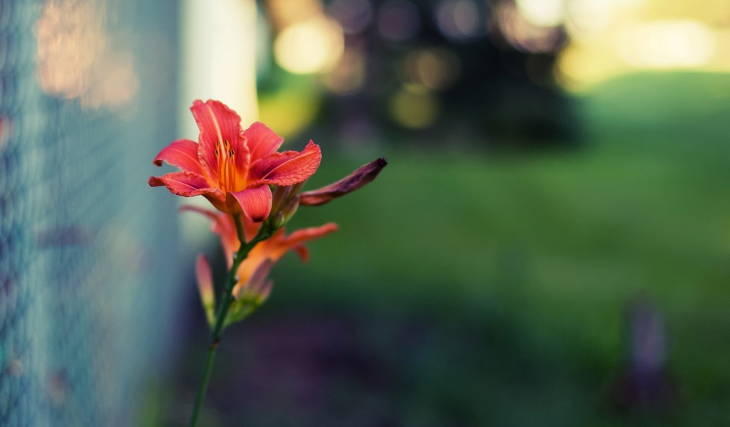 Цветок и стеклоблок