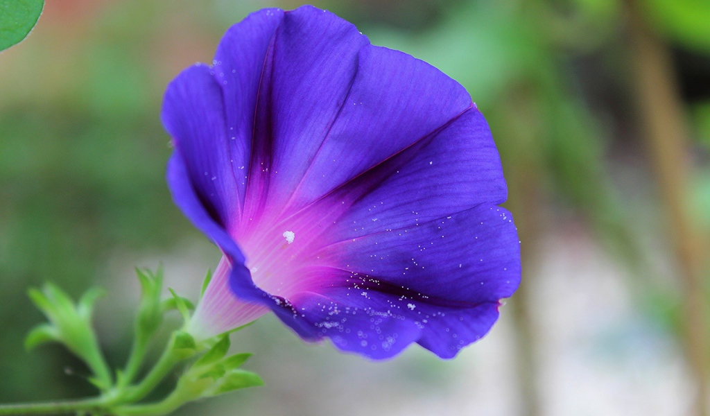 Цветок синий колокольчик