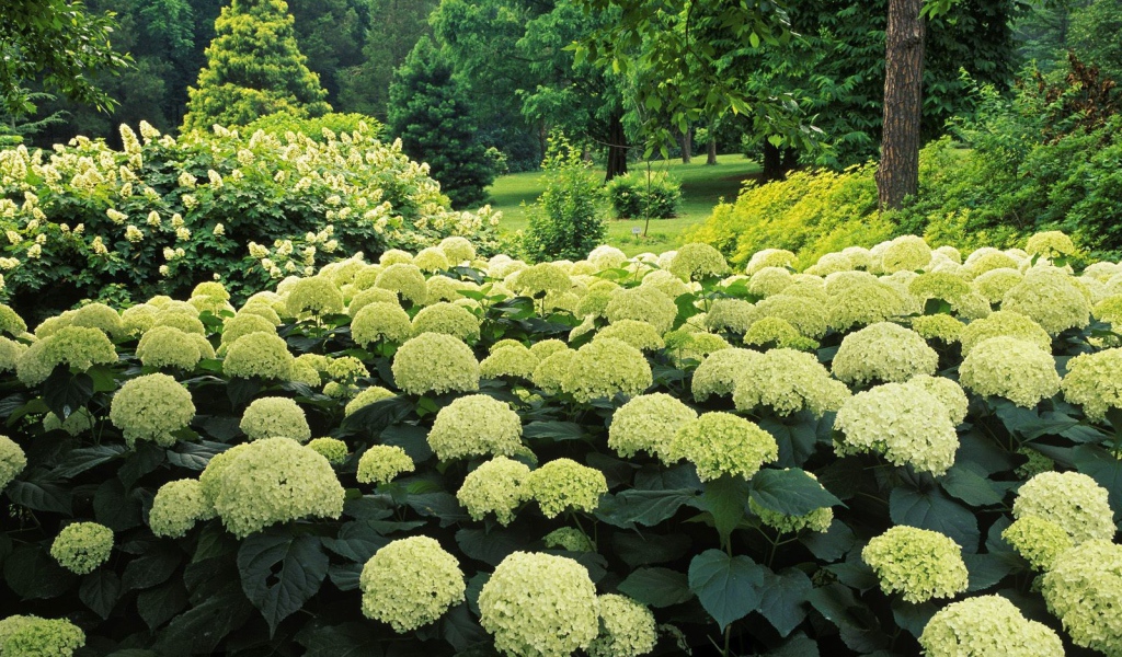 Цветочный куст в парке