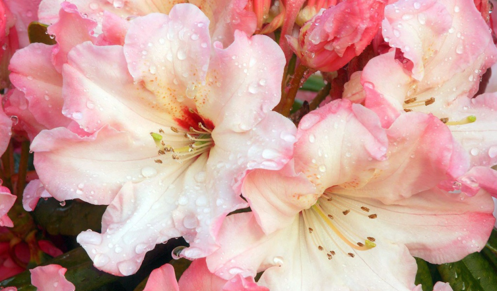 Цветочная роса