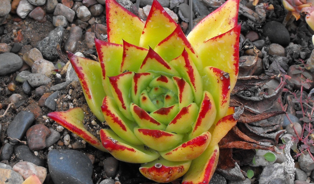 Цветок эхеверия (эчеверия)  на дачном участке