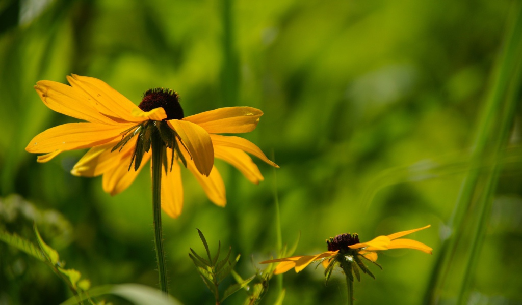 Цветок в траве