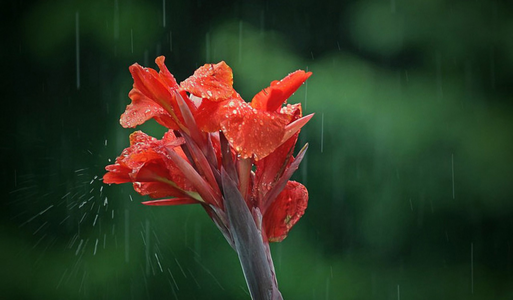 Цветок под дождем