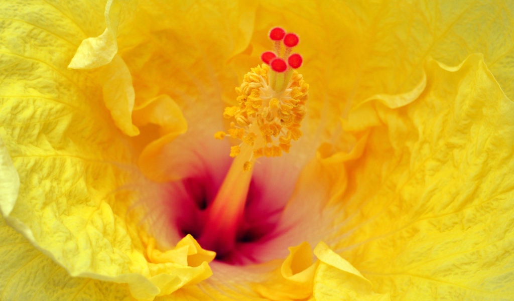 Цветок в увеличенном изображении