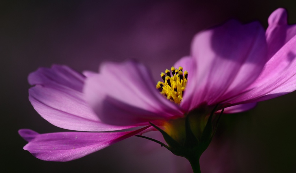 Цветок на тёмном фоне