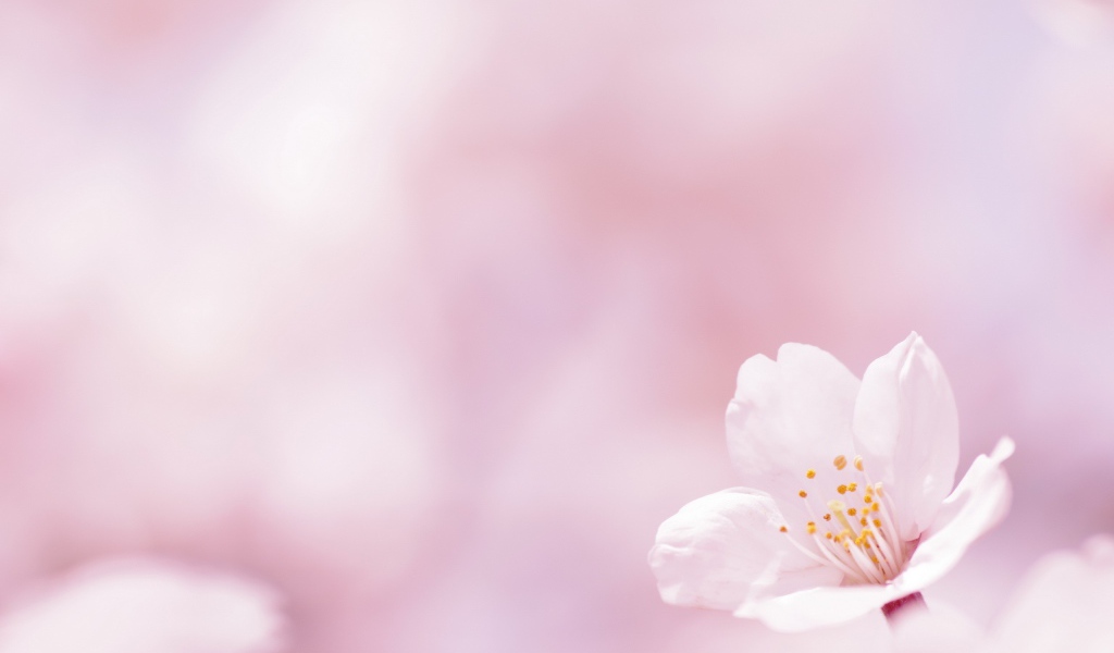 Цветок на белом фоне