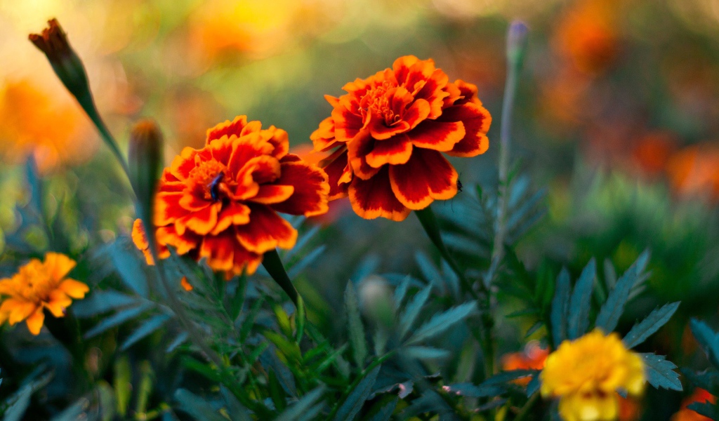 Пара цветов