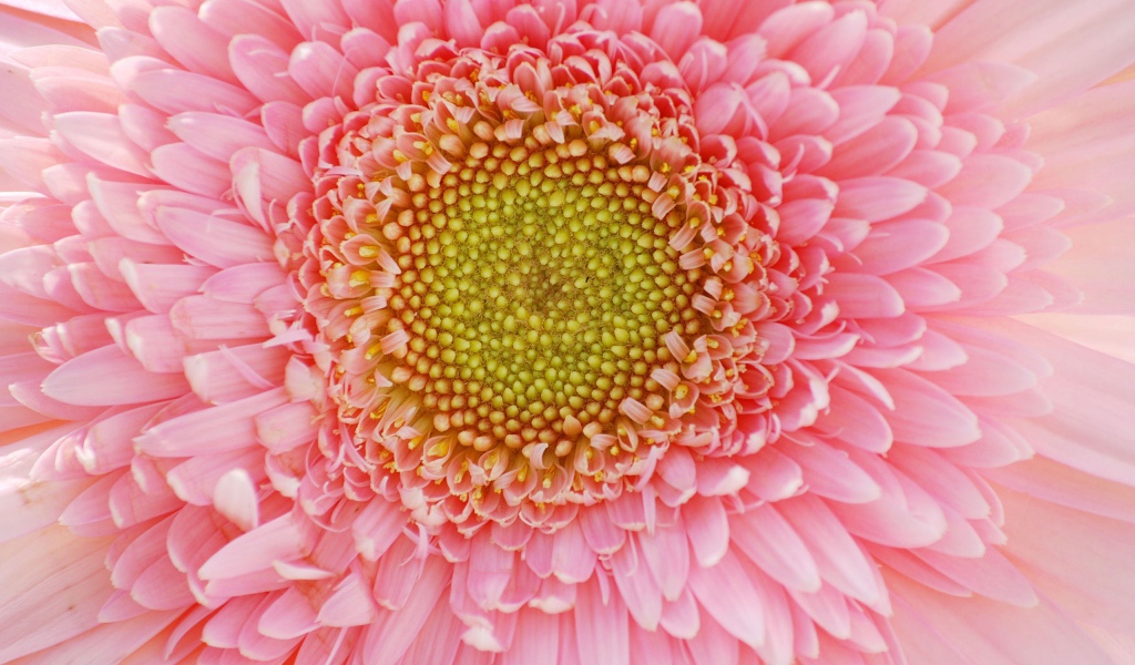 Лепестки цветов