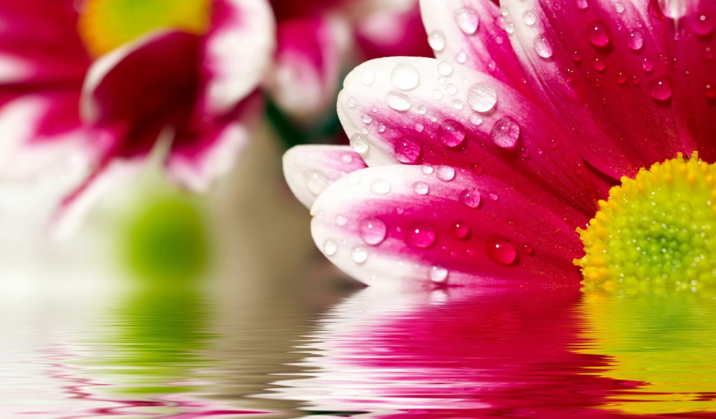 Цветочные размышления