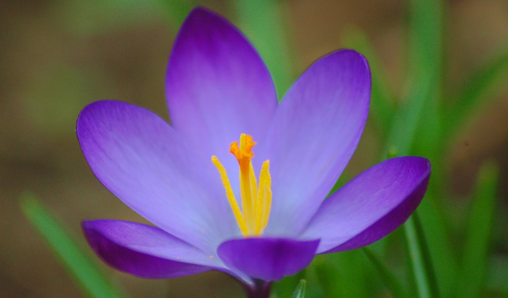 Цветок шафран (крокус) на поляне