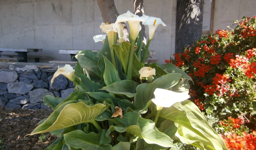 Цветки Калы