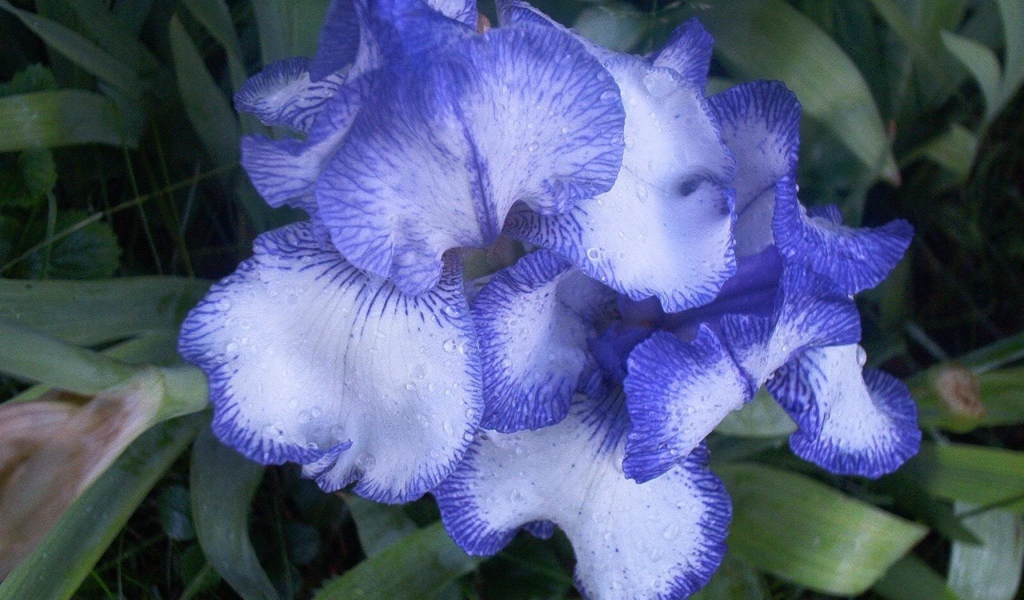 Цветы голубого ириса