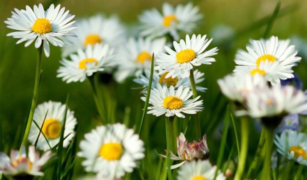 Цветы маргаритки на поляне