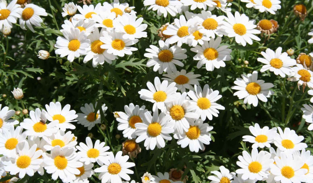 Цветы маргаритки на поляне весной