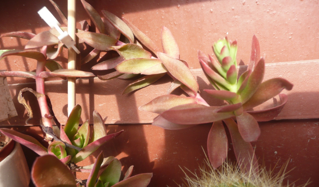 Цветы эхеверия (эчеверия) 