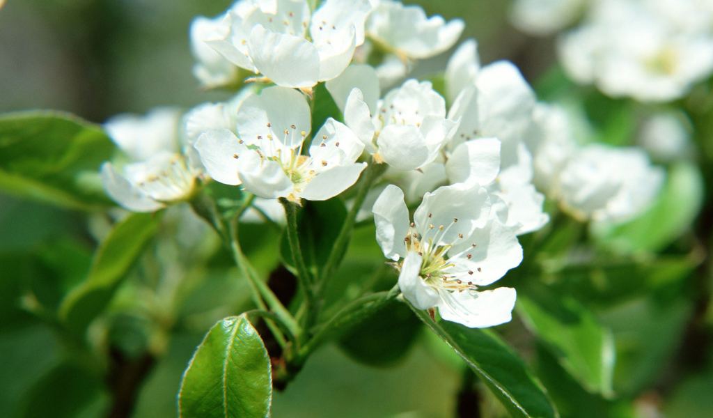 Цветки фруктового дерева