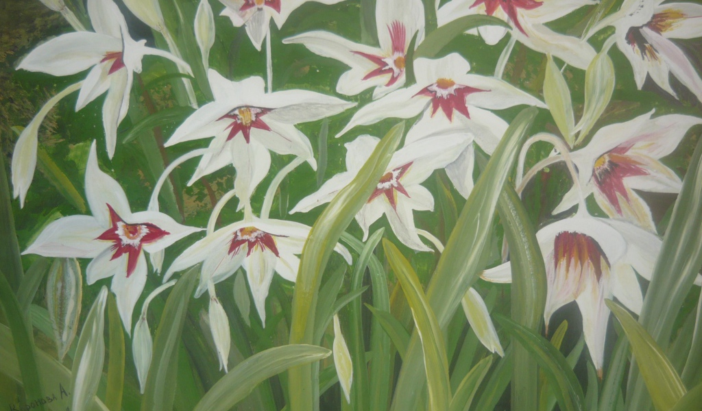 Выращивание цветов ацидантера в саду