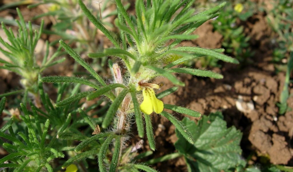 Выращивание цветов аюга в саду