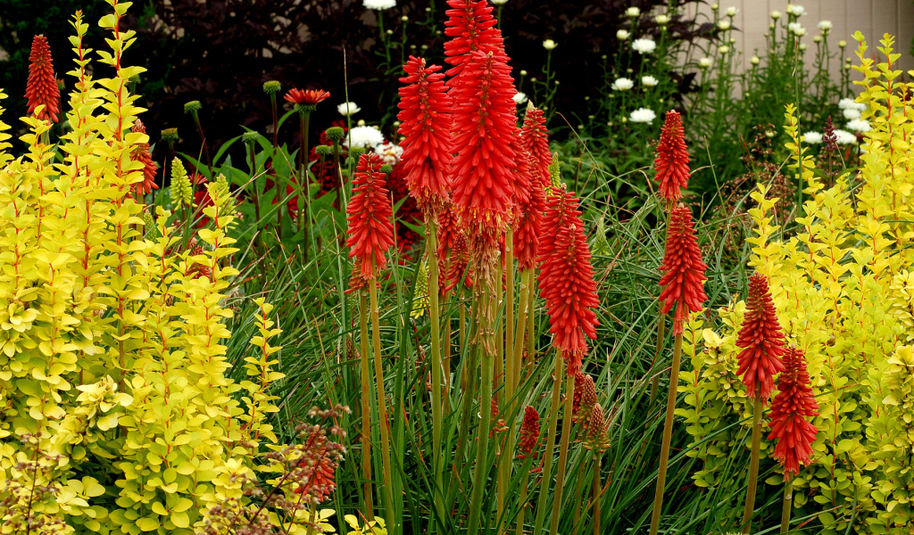 Выращивание цветов кникофия в саду