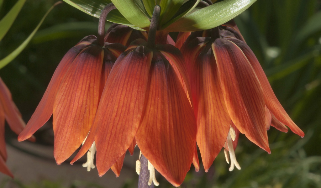 Выращивание цветов рябчик императорский в саду