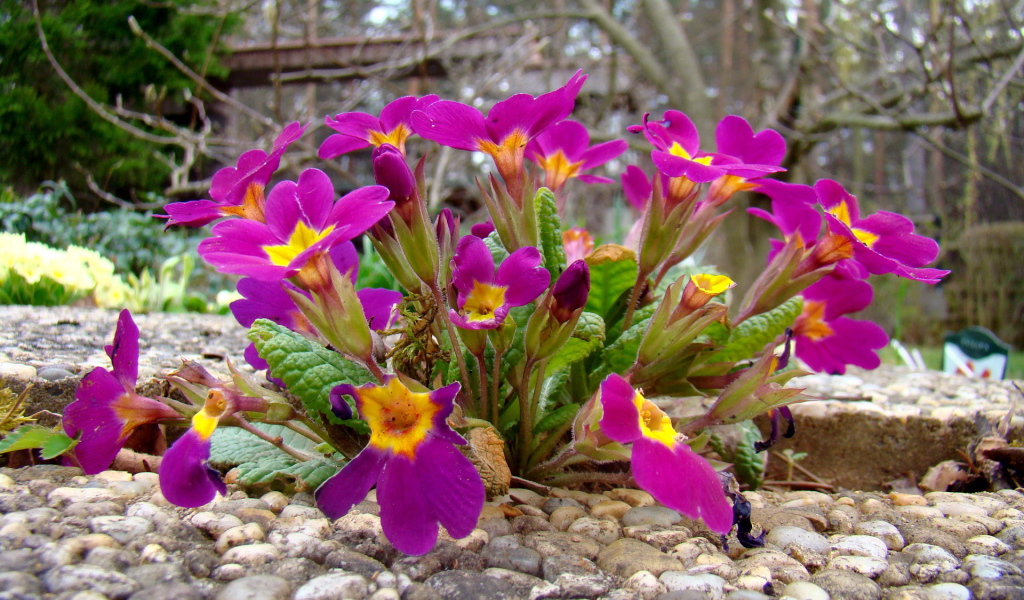 Выращивание цветов примула в саду