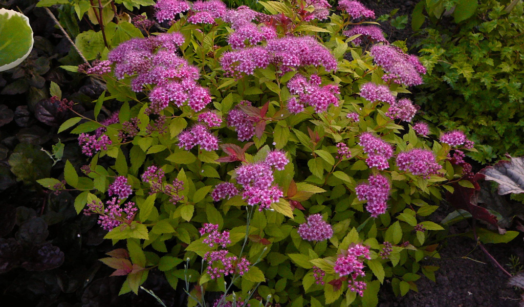 Выращивание цветов спирея в саду