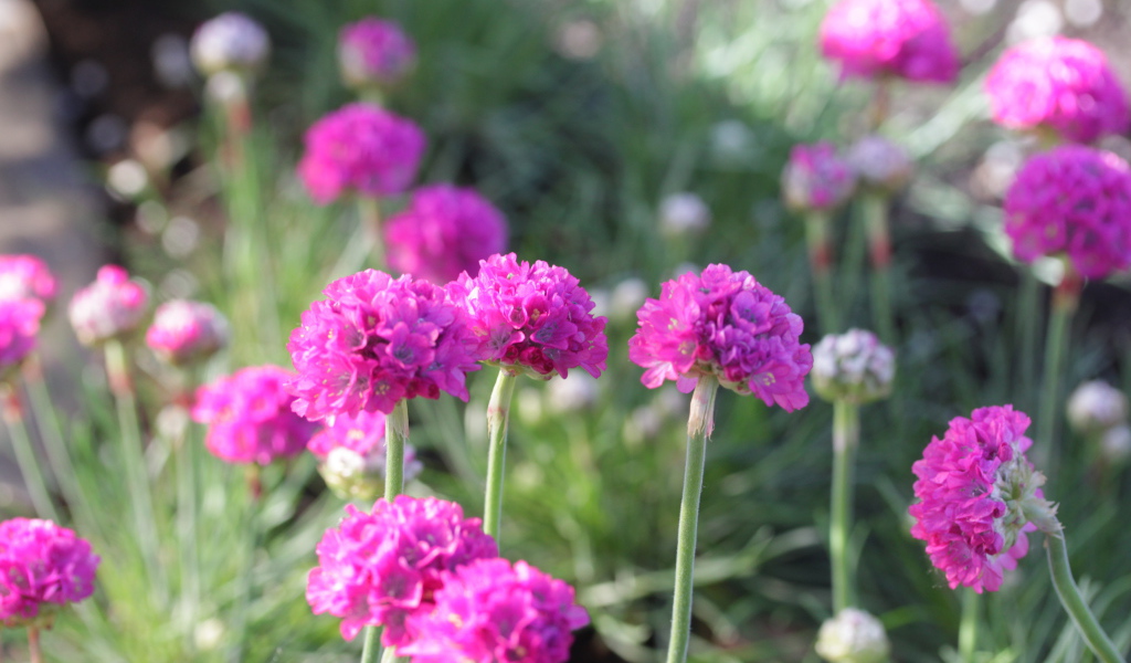 Выращивание цветов армерия в саду