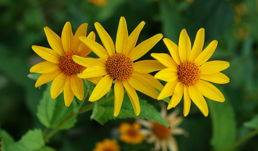 Выращивание цветов венидиум в саду