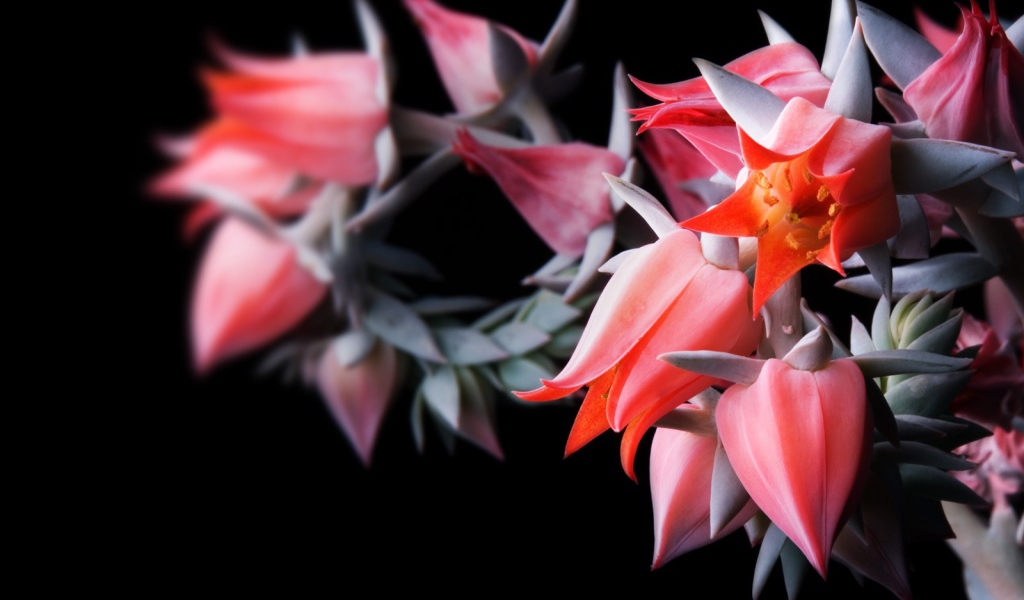 Цветы в черном