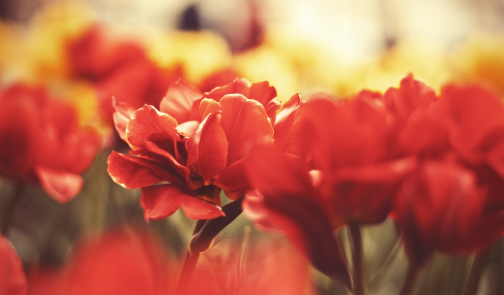 Цветы вблизи