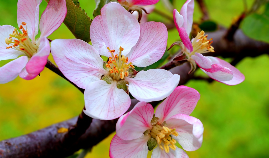 Цветы на ветке