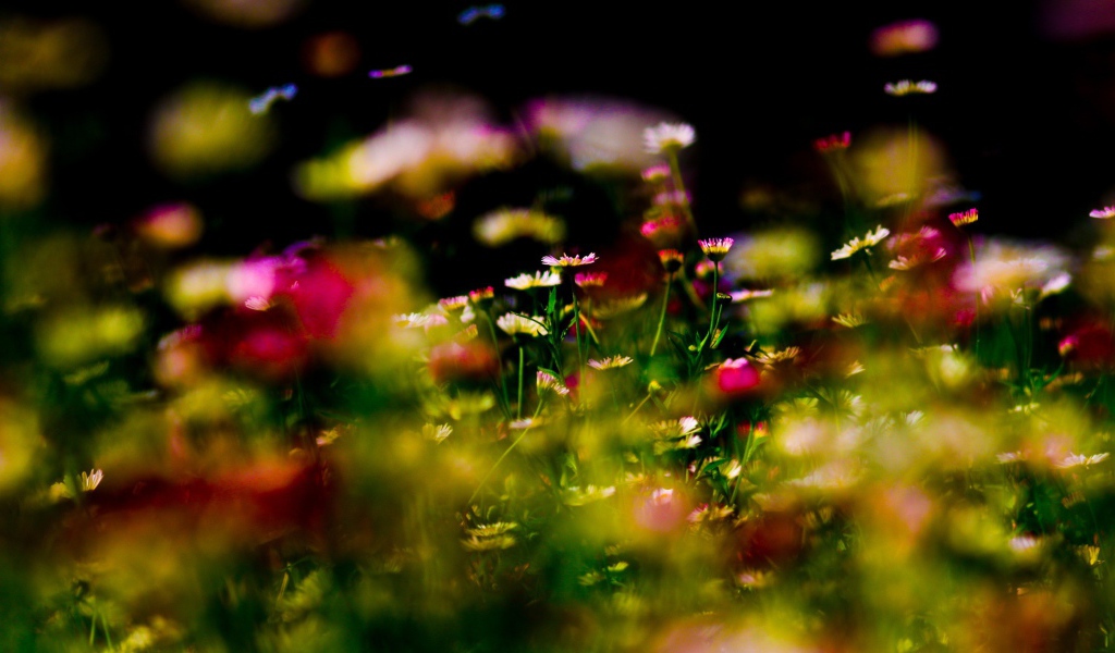 Цветы на фоне бликов