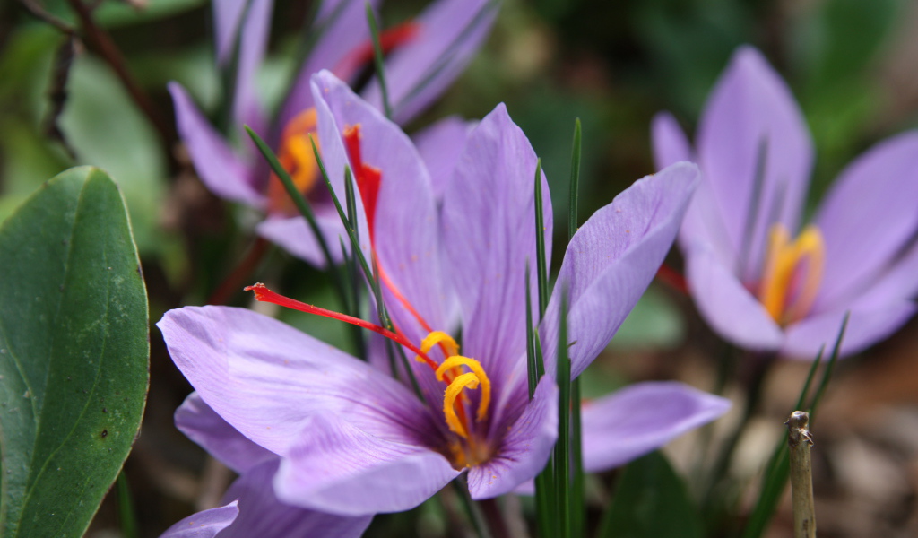 Цветы шафран на поляне