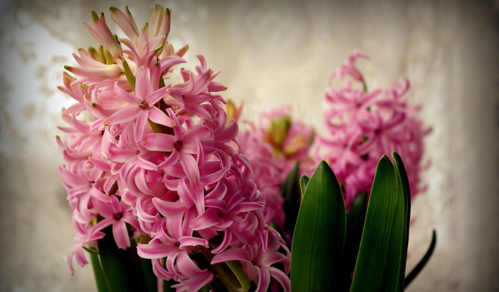 Цветы розовые гиацинты расцвели