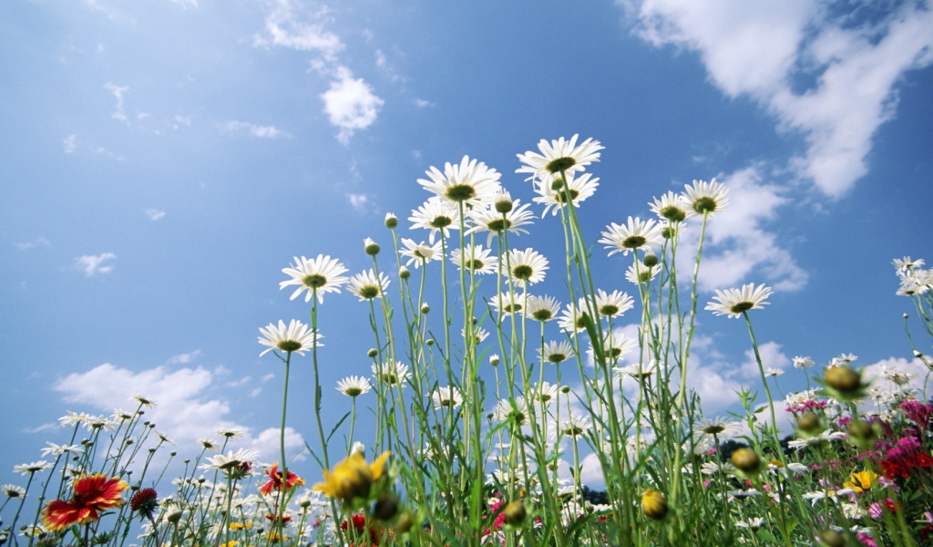 Цветы на фоне неба